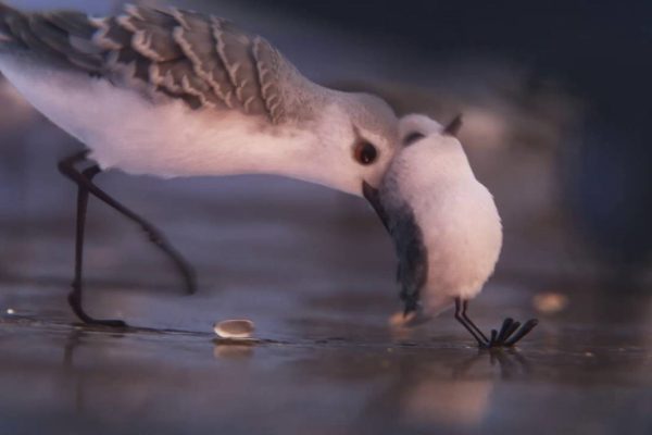 Evitar la sobreprotección: cortometraje de animación